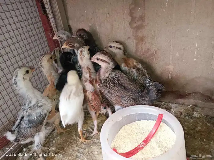 الربيع صوص بلدي والضاهر فيه تركي وهجين تركي العمر تقريبا 0