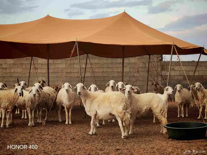 غنم مراح للبيع 0