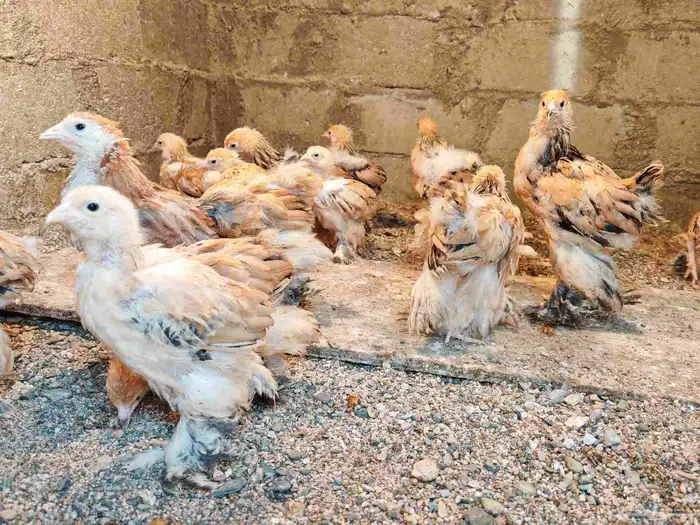 صوص براهما بوف 4