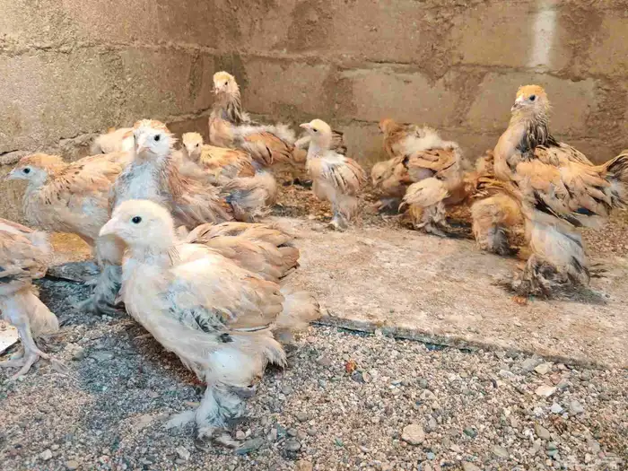 صوص براهما بوف 3