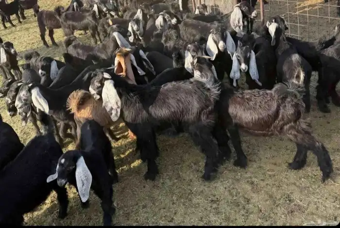 مراح معزا وضان 2