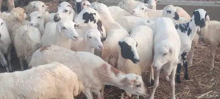 رخال رفيدي 3