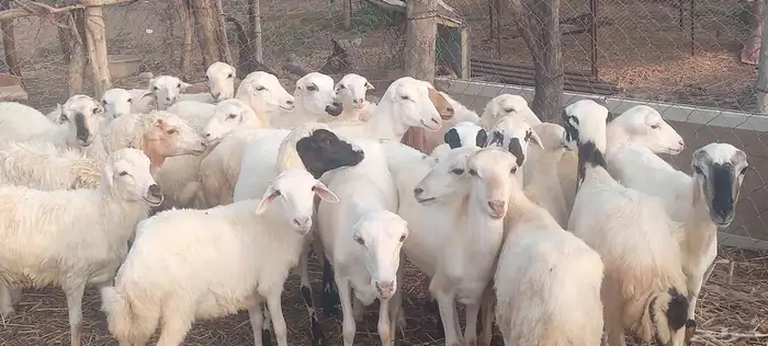 رخال رفيدي 4