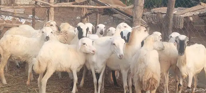 رخال رفيدي 0