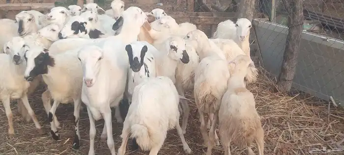 رخال رفيدي 2