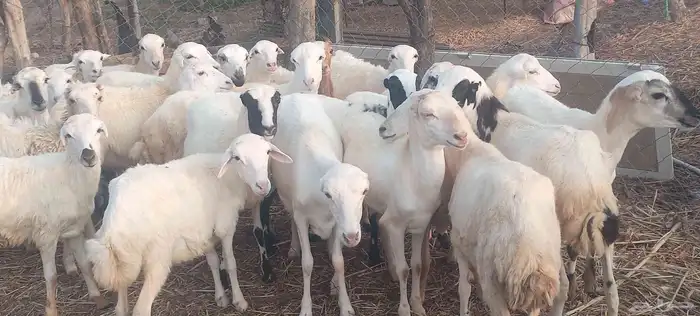 رخال رفيدي 1