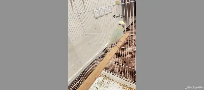 ازواج بادجي منتجة 1