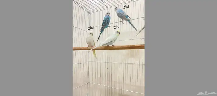 ازواج بادجي منتجة 5