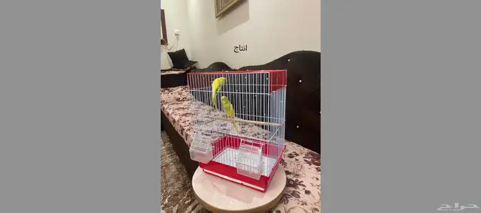 ازواج بادجي منتجة 6