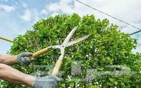 زرع طبيعي عشب طبيعي شبكات راي اشجار نباتات احواض زراعة طبيعي 0