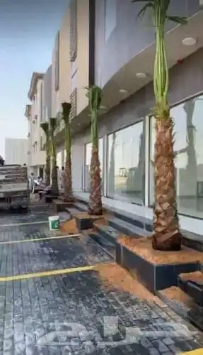 يوجد لدينا جميع انواع النخيل العربي والواشنطن بكل المقسات 5