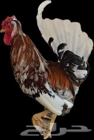 للبيع ديك ترثه 0