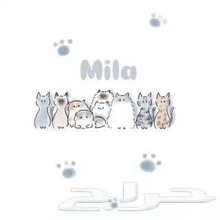 فندقة قطط( الفندقه متاحه للاجازه والعدد محدود) 0