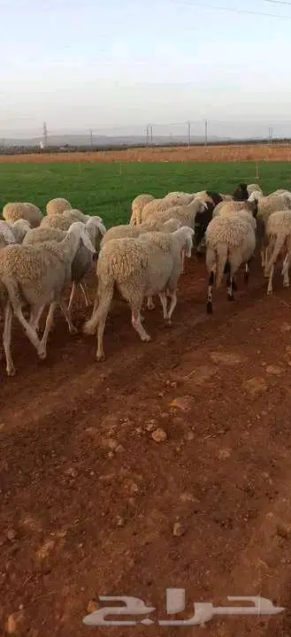 مزرعة بالجزائر 3