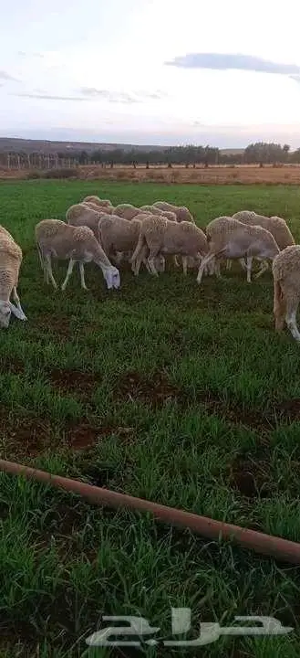 مزرعة بالجزائر 1