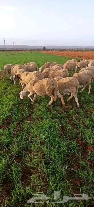 مزرعة بالجزائر 2