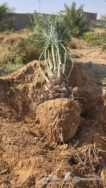 يوجد لدينا نخيل عربي بجميع انواعه وقسم خاص بل اشجار 0