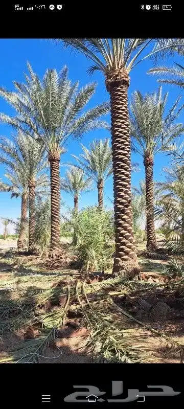 متخصصون في مجال البناء وزراعه النخل  جميع مناطق المملكه ا 8