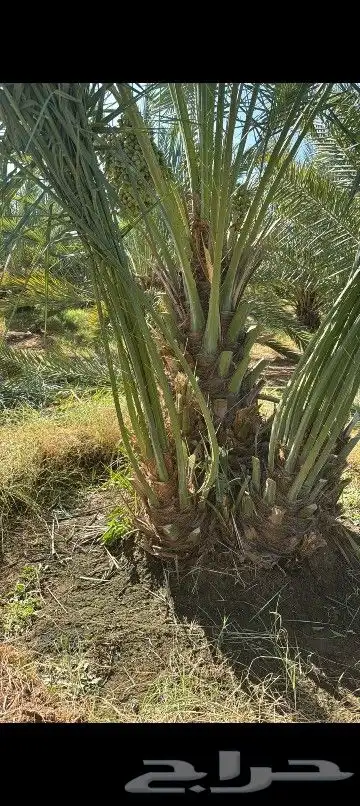 يوجد لدينا نخيل عربي بجميع انواعه وقسم خاص بل اشجار 6