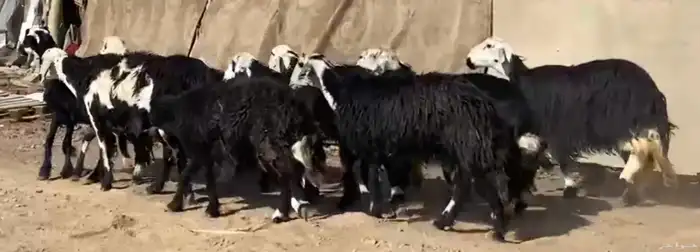 مراح معزا وضان 3