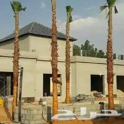 يوجد لدينا نخل عربي ووشنطني من متر الى سبعه متر متوفره 0