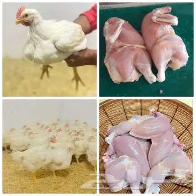 ديوك بلدي وسمان ودجاج لذبح 4