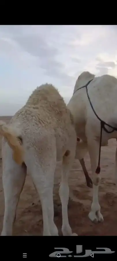 حاشي بري حوار على الحليب 3