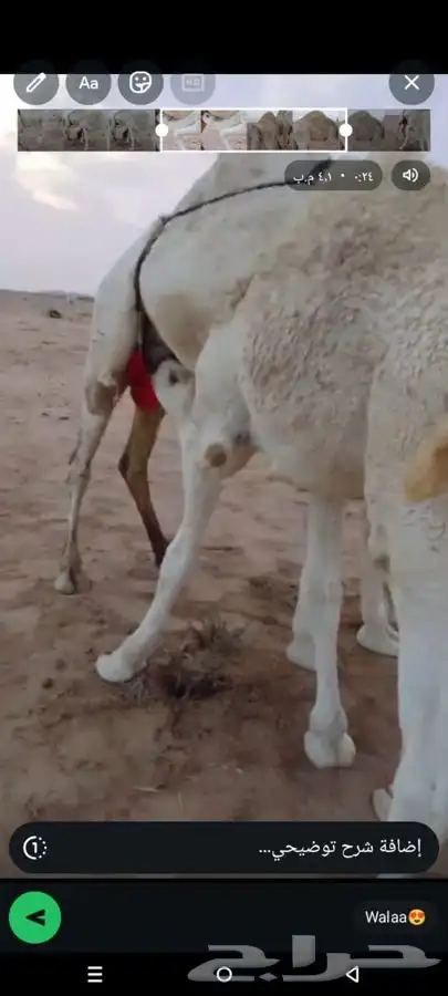 حاشي بري حوار على الحليب 5