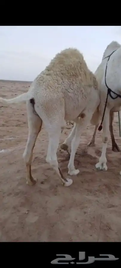 حاشي بري حوار على الحليب 4