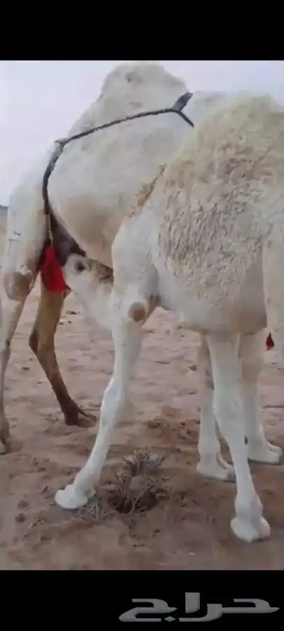 حاشي بري حوار على الحليب 6