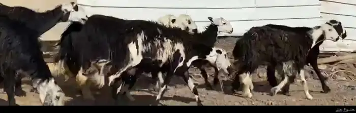 مراح معزا وضان 5