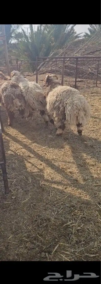 جذعان نعيم 3