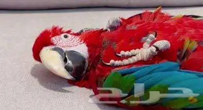 للبيع مكاو قرين عمر سنتين ونص 1