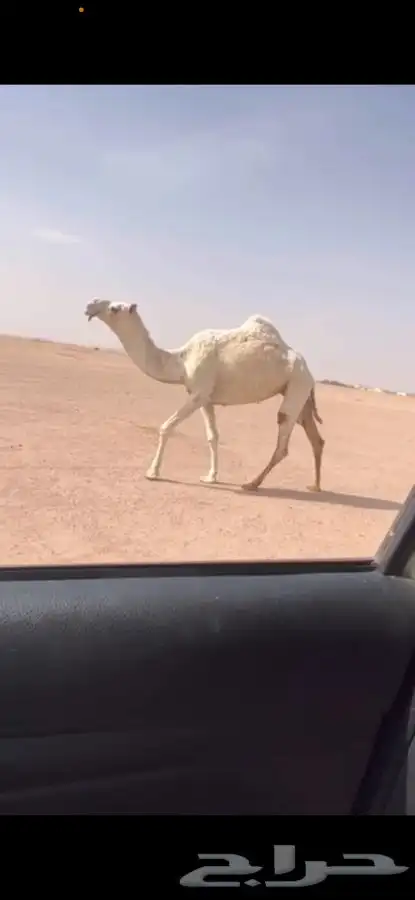 للبيع ضريبه ثنيه كفووو 0