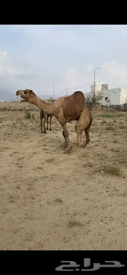 بعير للبيع فحل 3
