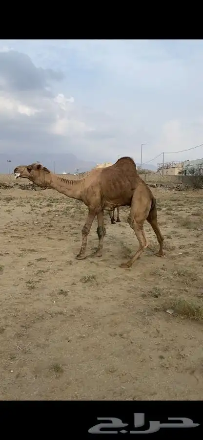 بعير للبيع فحل 4