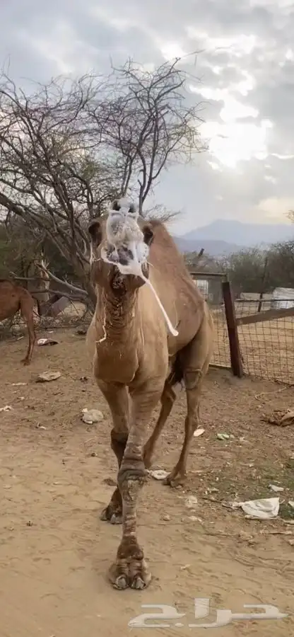 بعير للبيع فحل 1