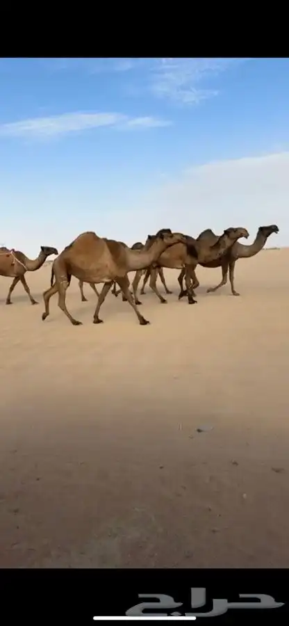 ذود جمله العدد11 بفحلها معها معدات 7