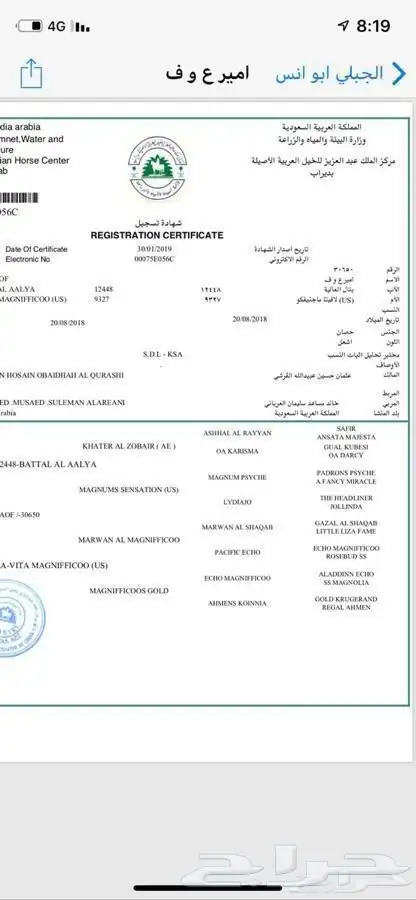 مهر عربي اصيل للبيع شعبي برفق صور ورق الام والاب في صورة 4