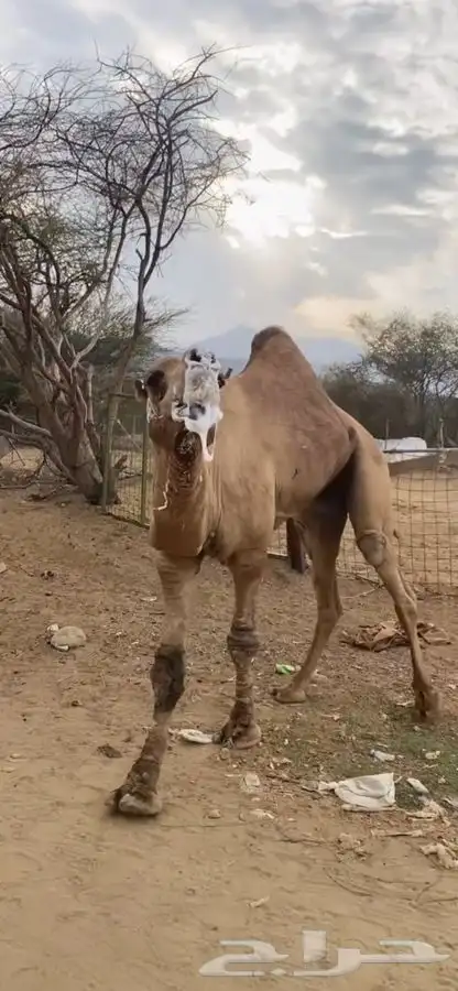 بعير للبيع فحل 0