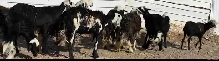 مراح معزا وضان 4