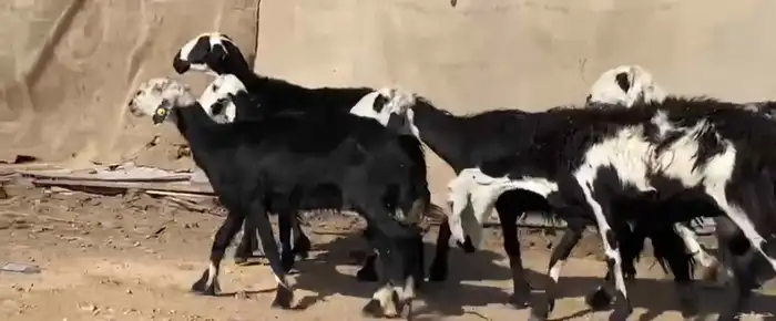 مراح معزا وضان 6