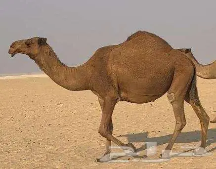 ناقه صفراء لقحه بداوه طيبه 0