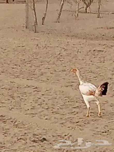 دجاج بكستاني 3