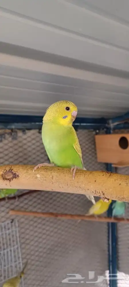 بادجي إنتاج محميتي الخاصه 1