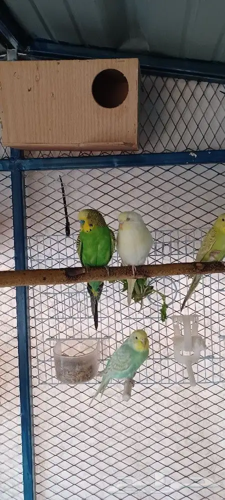 بادجي إنتاج محميتي الخاصه 6