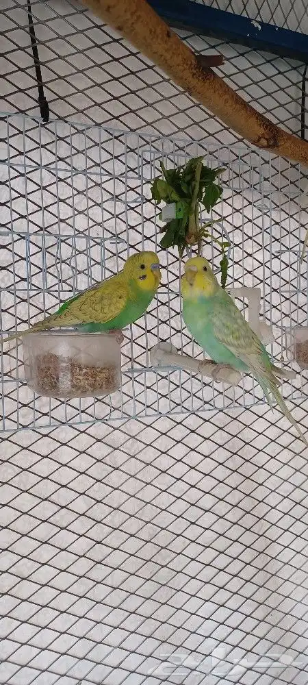 بادجي إنتاج محميتي الخاصه 0