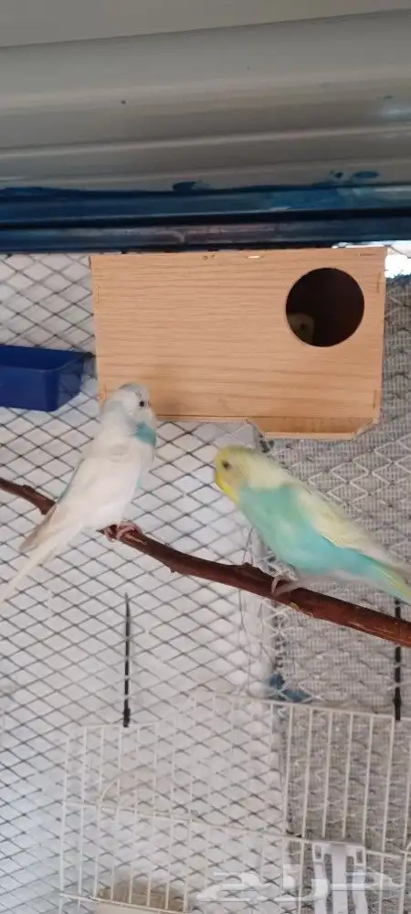 بادجي إنتاج محميتي الخاصه 5