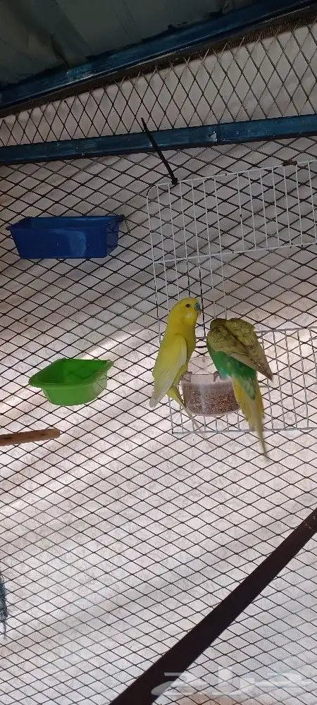 بادجي إنتاج محميتي الخاصه 8