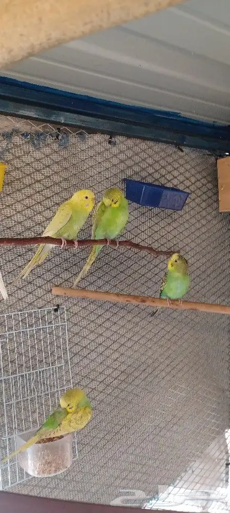 بادجي إنتاج محميتي الخاصه 7